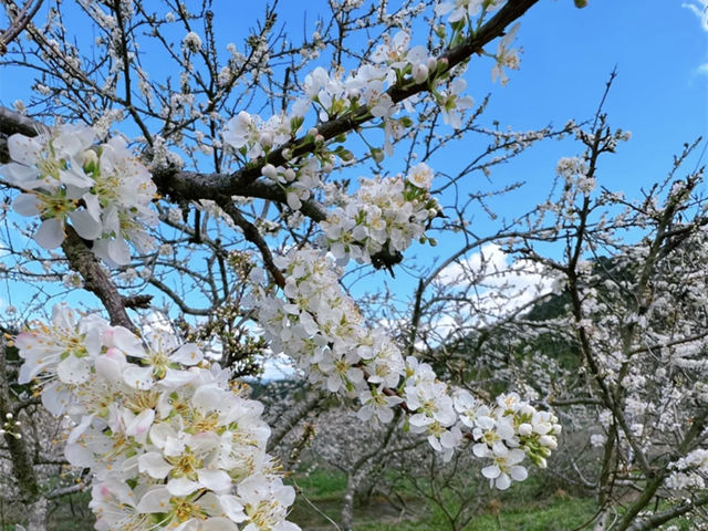尽赏春天浪漫一桂峰李花。