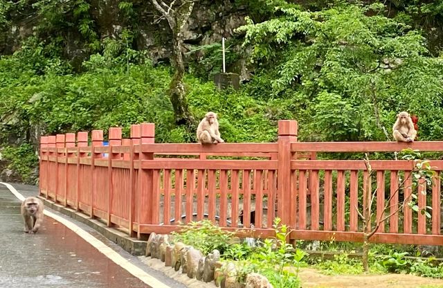 桐木關位於福建省武夷山市桐木村，是福建與江西的省界關隘，被譽為武夷山八大雄關之一