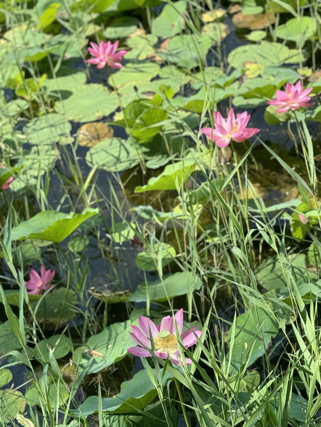 濟南森林公園