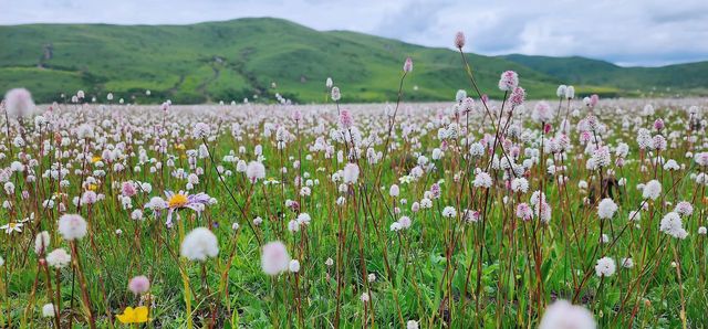 遊玩俄么塘花海景區