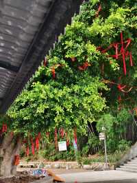 中山非遺文化免費荷花欣賞陶瓷手作溯源親子行