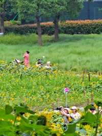 夏日醉美向日葵~蘇州灣體育公園