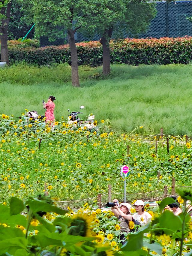夏日醉美向日葵~蘇州灣體育公園