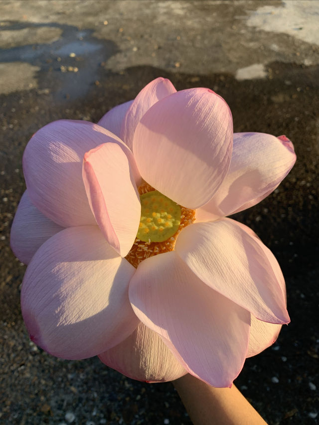 七步溝親子遊·邯鄲森林樂園旅遊攻略|||七步溝親子遊·