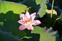 蓮花縣菏花博覽園