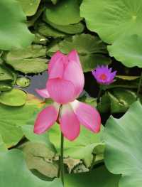 小眾景點遠香湖，荷花池盛開花紅柳綠