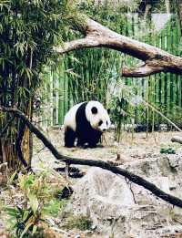 武漢動物園遊玩攻略。