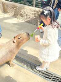 帶孩子來神戶一定要去這家動物王國！附攻略。