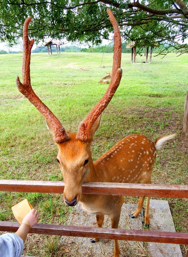 良渚古城遺址公園裡的梅花鹿。