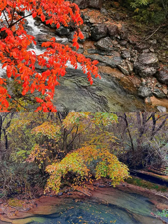 Guangwu Mountain and Micang Mountain Red Leaf Viewing: 3 Tips to Avoid Pitfalls