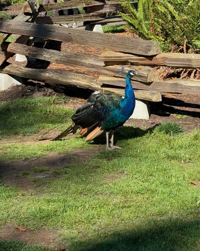 《探秘比肯丘公園：自然與詩意的邂逅》。