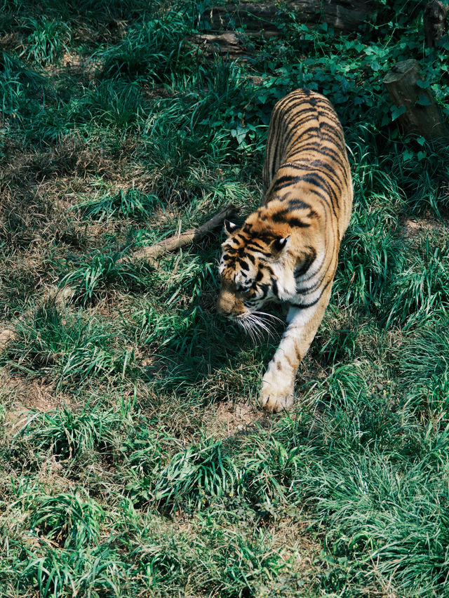 周末遛娃慢慢玩 | 這個動物園真的太離譜了。