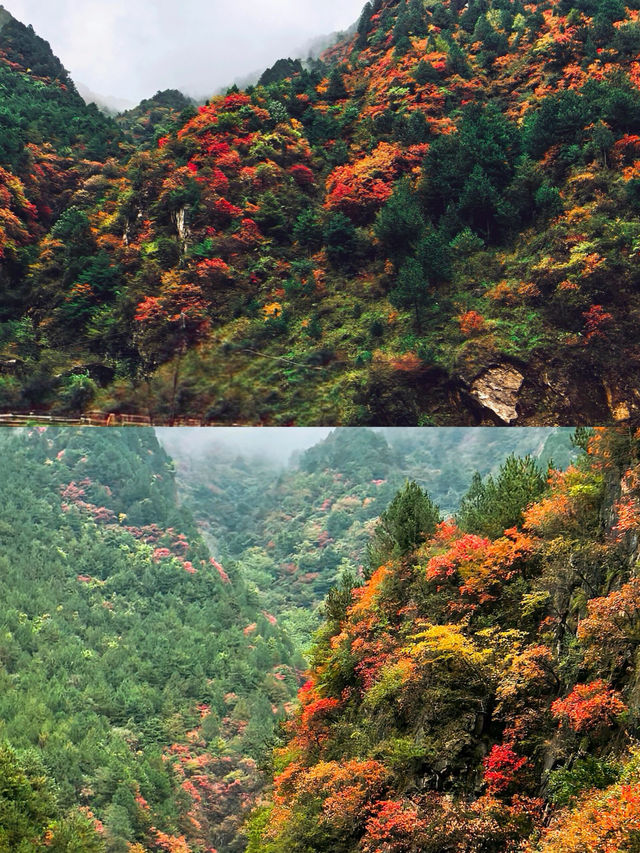 我要大聲宣布這裡的秦嶺紅葉堪稱絕美。
