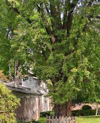 重慶有座舉人樓,中西合璧大宅風華。