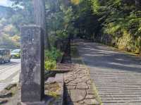 Travel Experience to Nikko's Toshogu Shrine on November 3rd