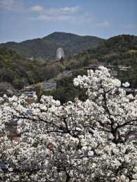 Visit Inuyama Castle during Cherry Blossom Season