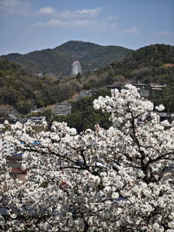 Visit Inuyama Castle during Cherry Blossom Season