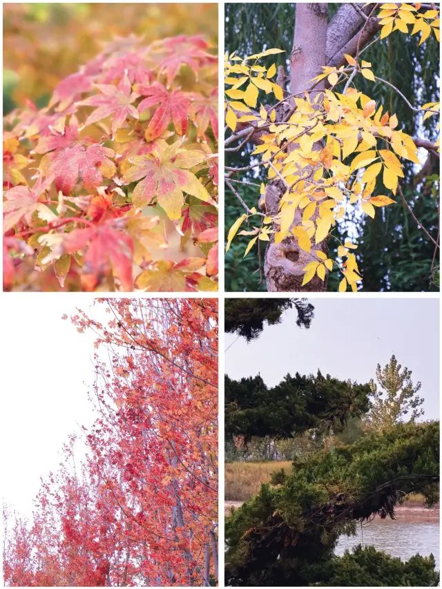 Odori Park is a great place to see autumn leaves. Here's a guide to help you plan your visit.