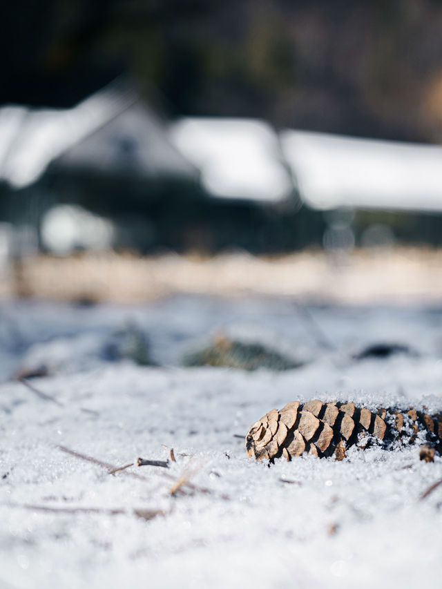 已經開始期待香格里拉的雪景了。