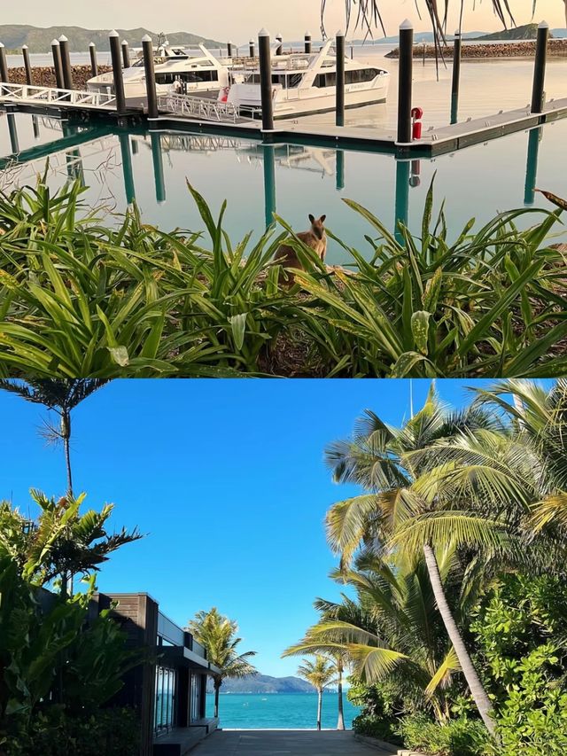 在澳洲！海曼島！馬爾代夫平替！便宜又好住。