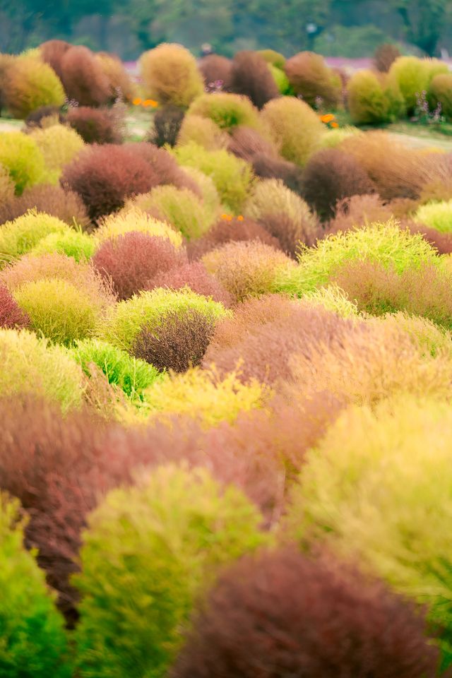 余杭，徑山花海