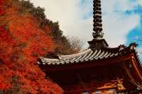 宇治|三室戶寺