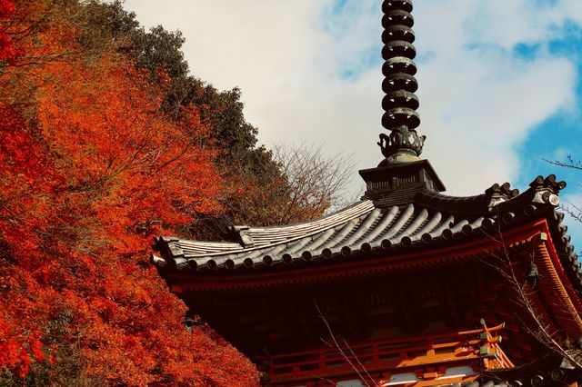 宇治|三室戶寺