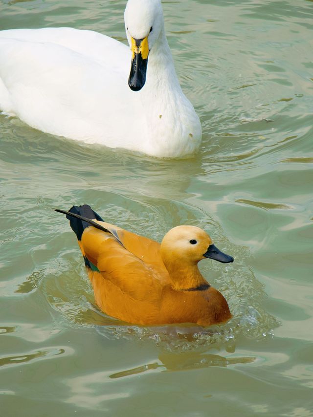 冬季反向遊｜來成都動物園與動物親密互動（附攻略）