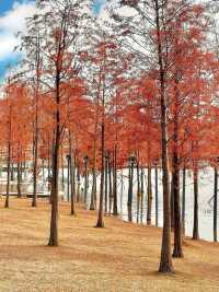 別去擠大夫山了…這裡一片落羽杉大面積紅了！