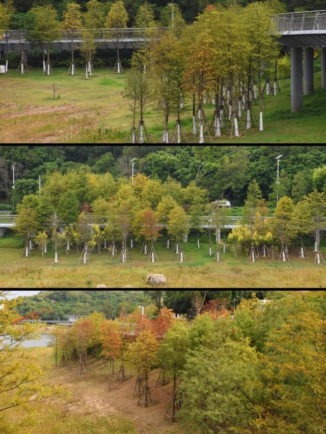 東山水庫的落羽松終於紅啦，原圖直出