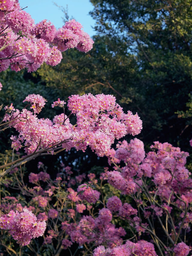 冬日限定｜河邊的紫色花海誰能抗拒