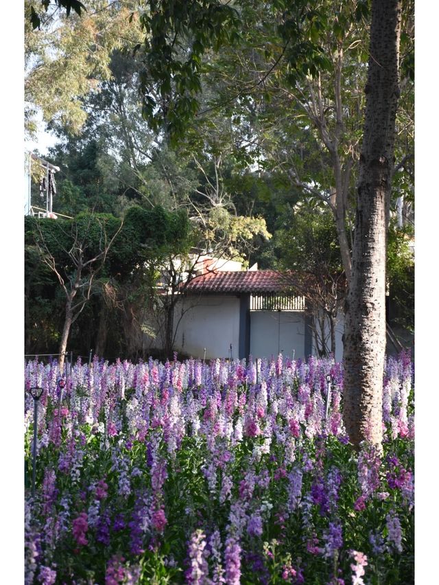 記憶中的忠綸公園花海，真的從來就沒輸過！