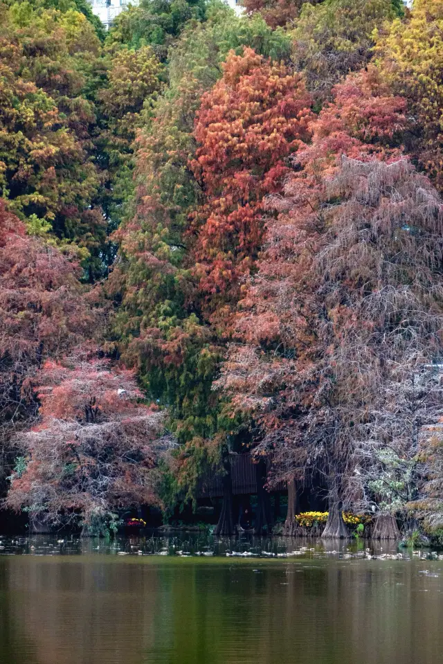 Shenzhen Weekend | There's More Than Just Bald Cypress Here