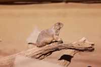 Exploring Phoenix Zoo in Arizona
