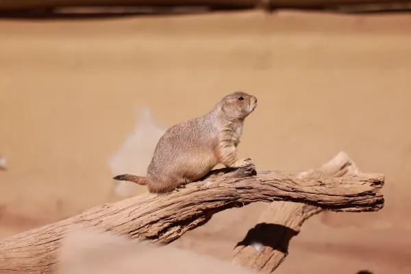 Exploring Phoenix Zoo in Arizona