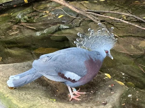 Exploring the Unique Experience at London Zoo