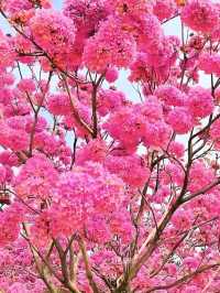 江門綠美生態園🌸漫山遍野风铃花海盛开