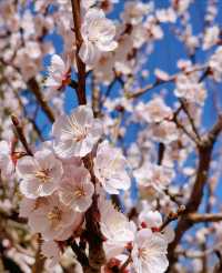 春日一日遊