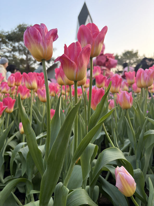 春日遊園，邂逅廈門的浪漫花海