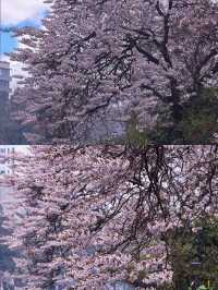 3 月份小預算出行的 5 個城市