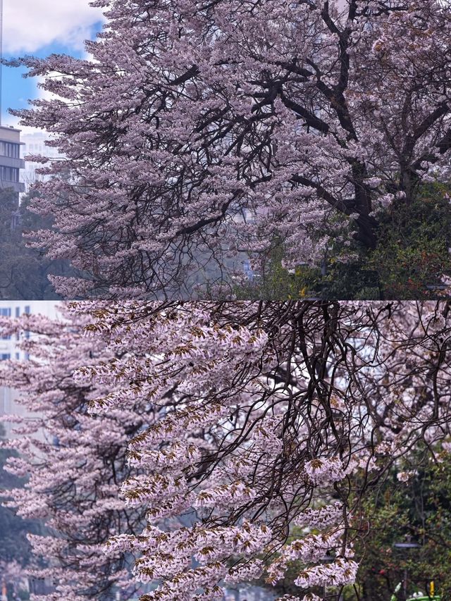 3 月份小預算出行的 5 個城市