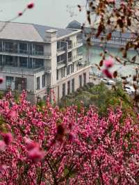 武漢木蘭花谷｜武漢市內闖入超壯觀的梅園花海