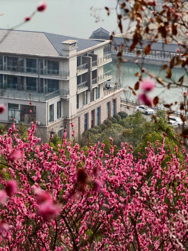 武漢木蘭花谷｜武漢市內闖入超壯觀的梅園花海