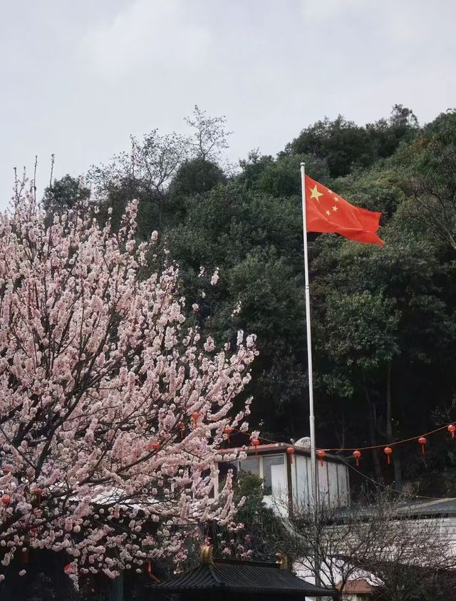 這麼美的櫻花只能在這才能看到