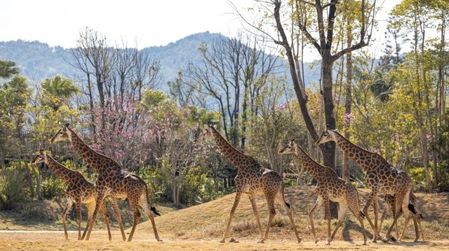 清遠︱長隆︱T帶你體驗動物大遷徙