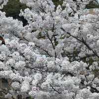 🌸漫步京都哲學之道，邂逅春日爛漫櫻花