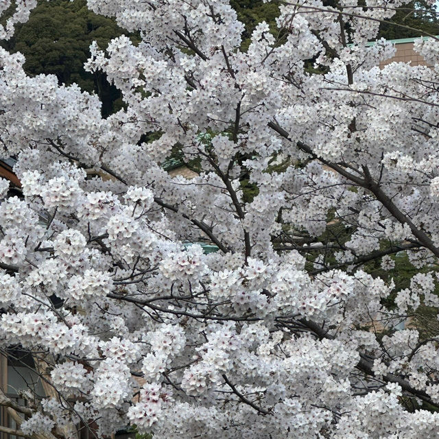 🌸漫步京都哲學之道，邂逅春日爛漫櫻花