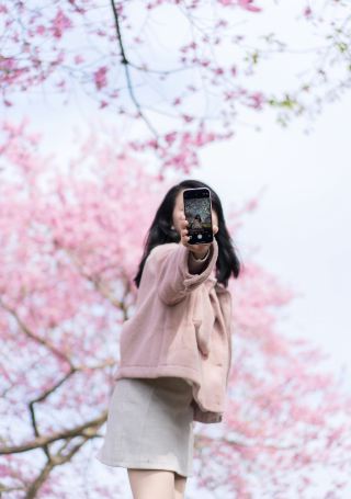 Zhangping Yongfu Sakura Garden | Fujian's "Little Kyoto of Cherry Blossoms"