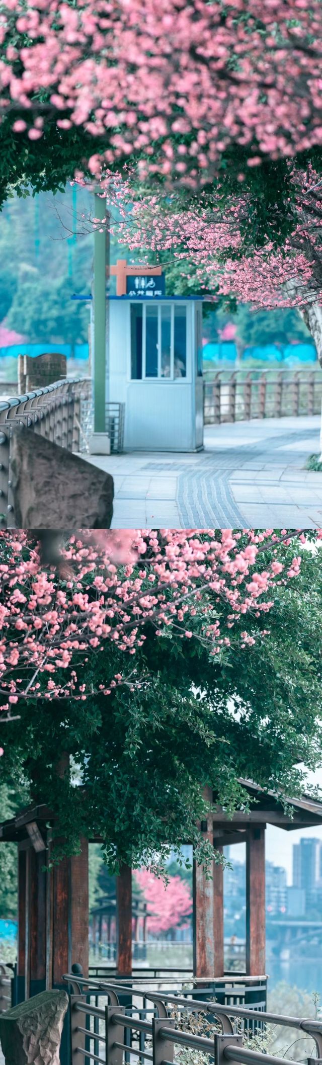 內江｜甜城的煙火與詩意