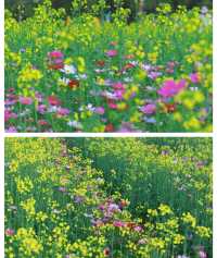 版畫村遇上色彩斑斕的油菜花海，太美太夢幻
